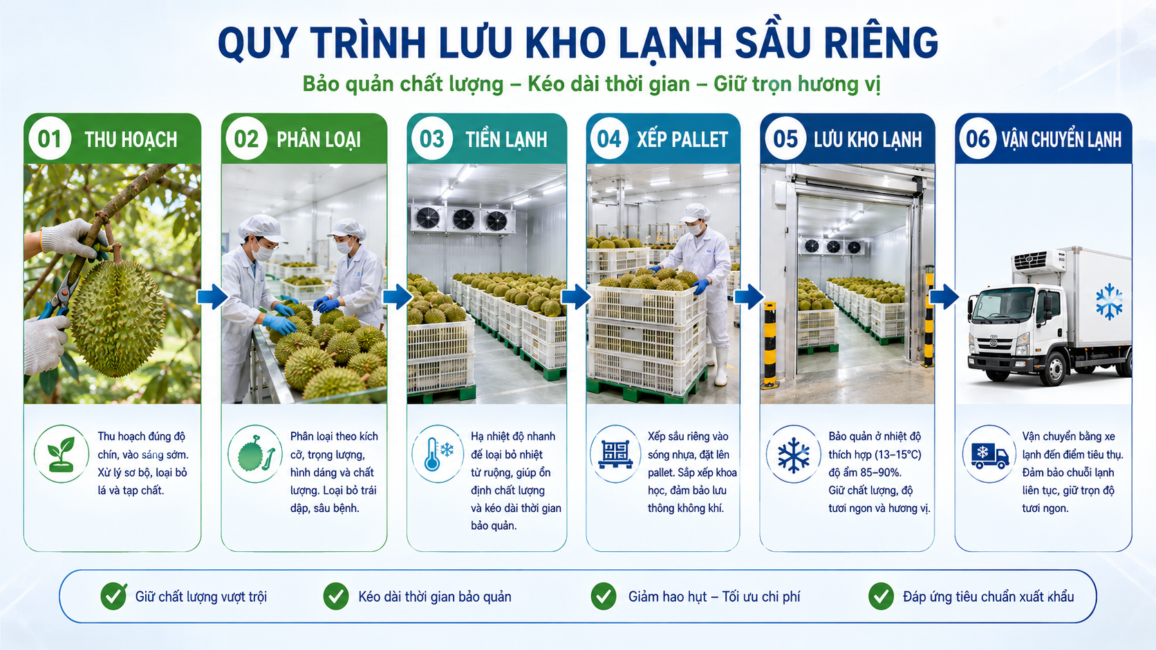Quy trình lưu kho lạnh sầu riêng từ thu hoạch đến vận chuyển lạnh