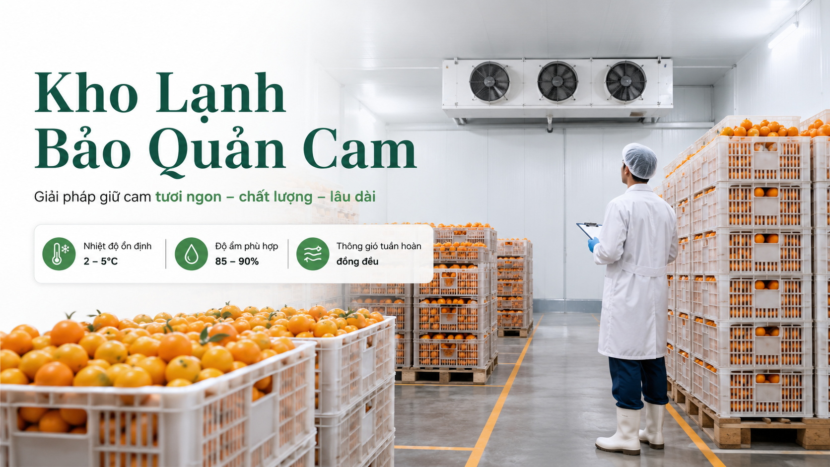 Kho lạnh bảo quản cam với sọt cam tươi được xếp trong phòng lạnh chuyên nghiệp