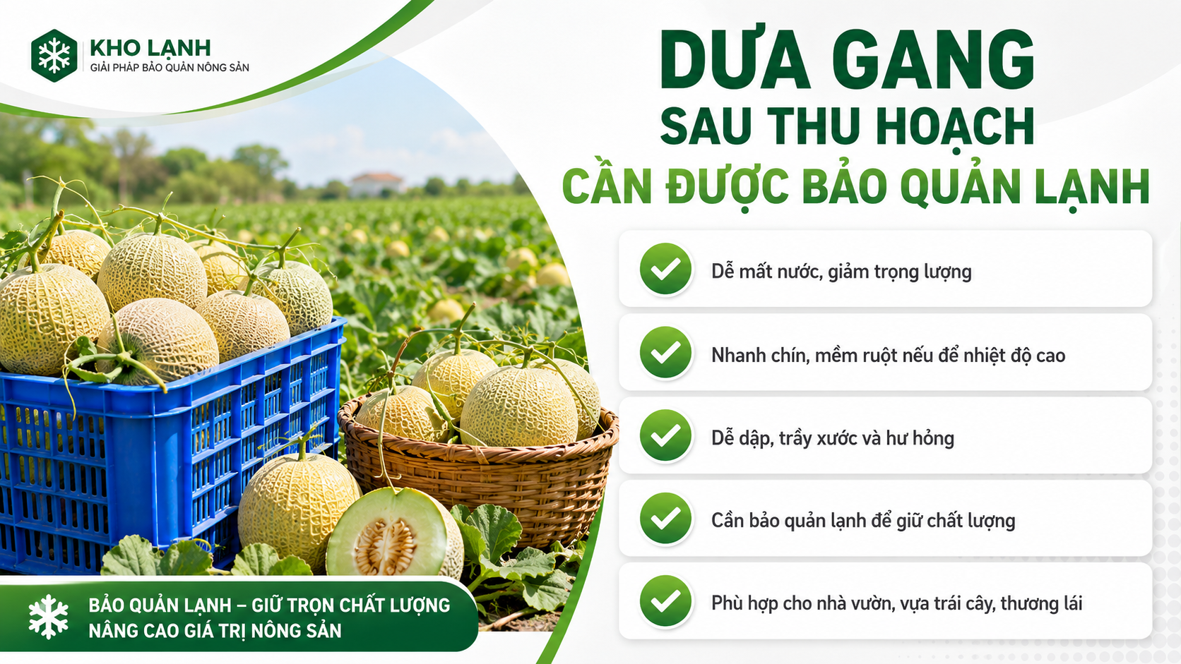 Dưa gang sau thu hoạch cần được bảo quản lạnh để hạn chế mất nước, nhanh chín và giảm hư hỏng