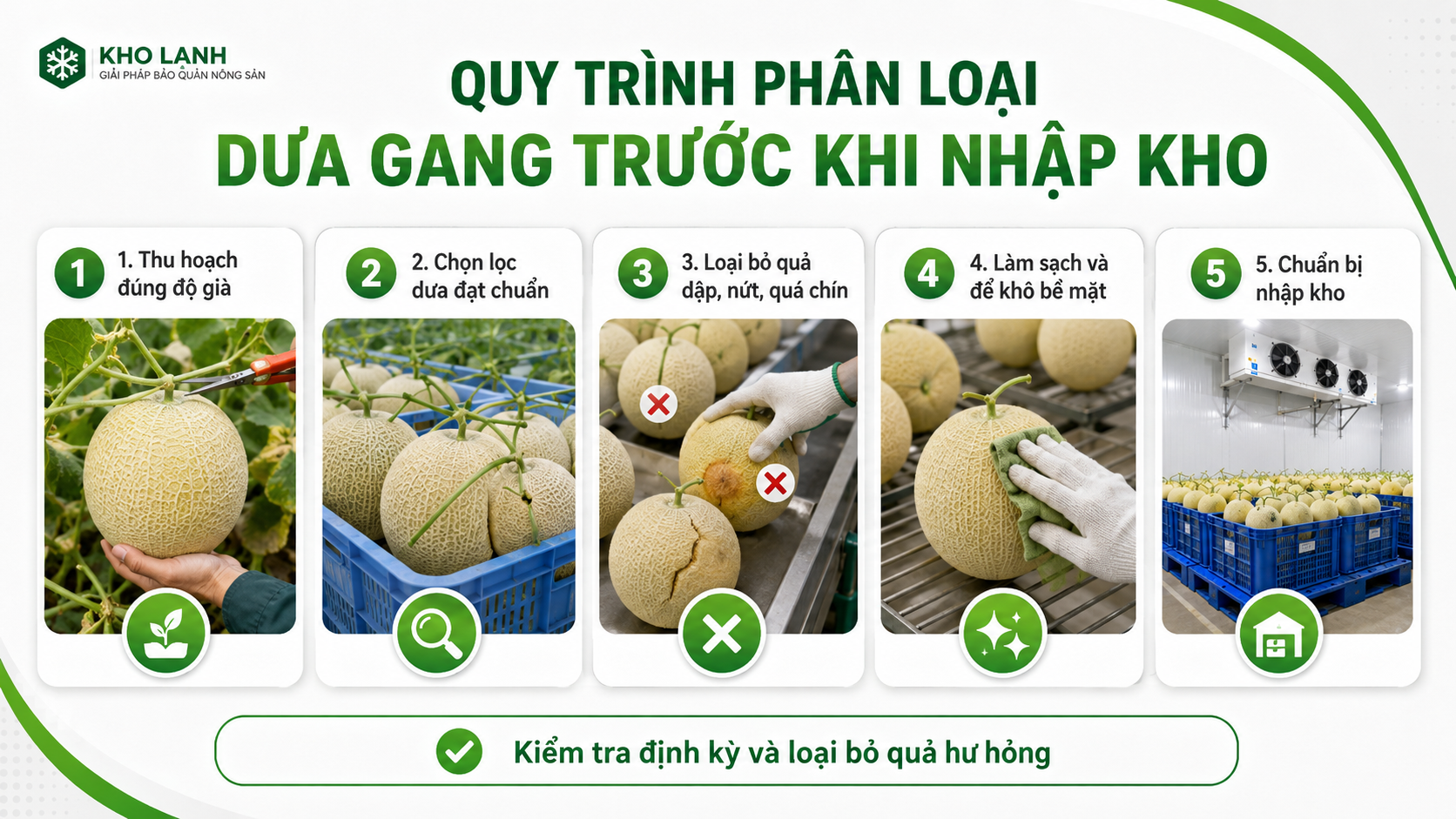 Quy trình phân loại dưa gang trước khi nhập kho lạnh gồm thu hoạch, chọn lọc, loại bỏ quả dập và làm khô bề mặt