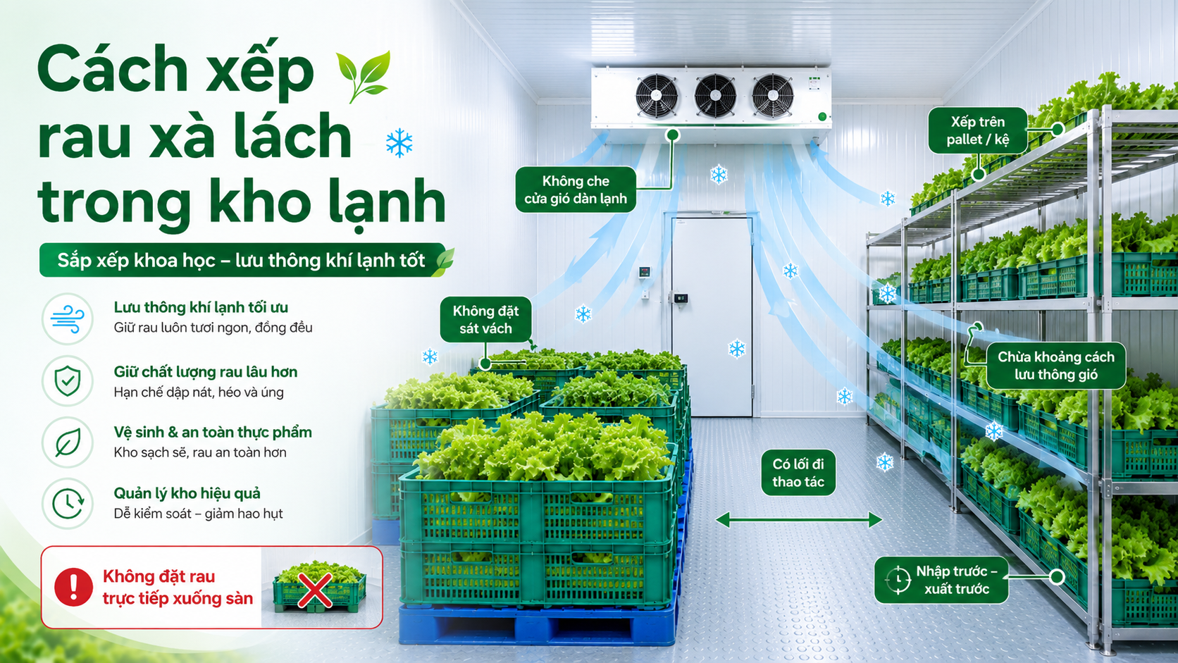 Cách xếp rau xà lách trên pallet và kệ inox giúp lưu thông khí lạnh và giảm hao hụt