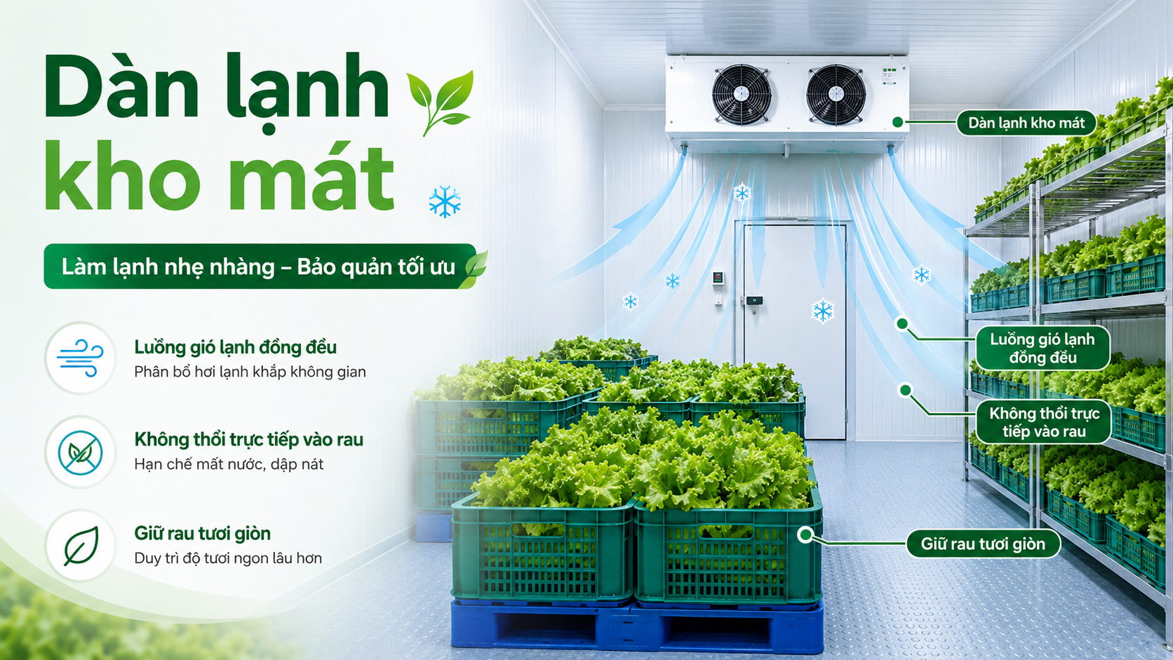 Dàn lạnh kho mát tạo luồng gió lạnh đồng đều giúp bảo quản rau xà lách tươi giòn lâu hơn