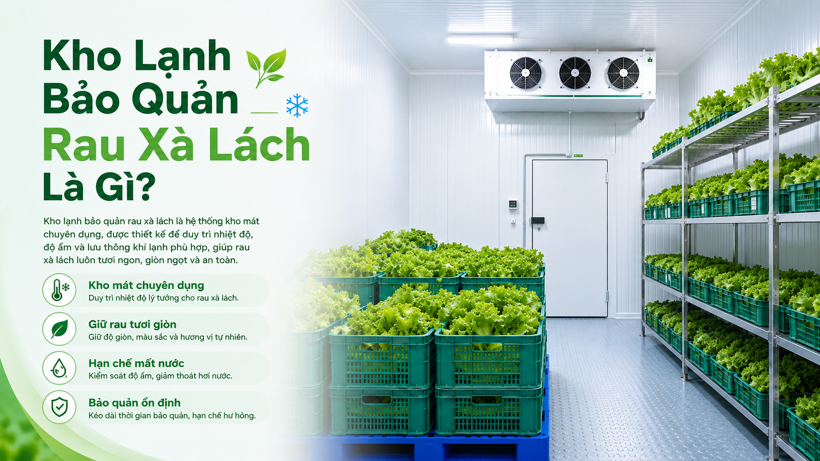 Kho mát chuyên dụng bảo quản rau xà lách tươi giòn trong thùng nhựa đặt trên kệ inox