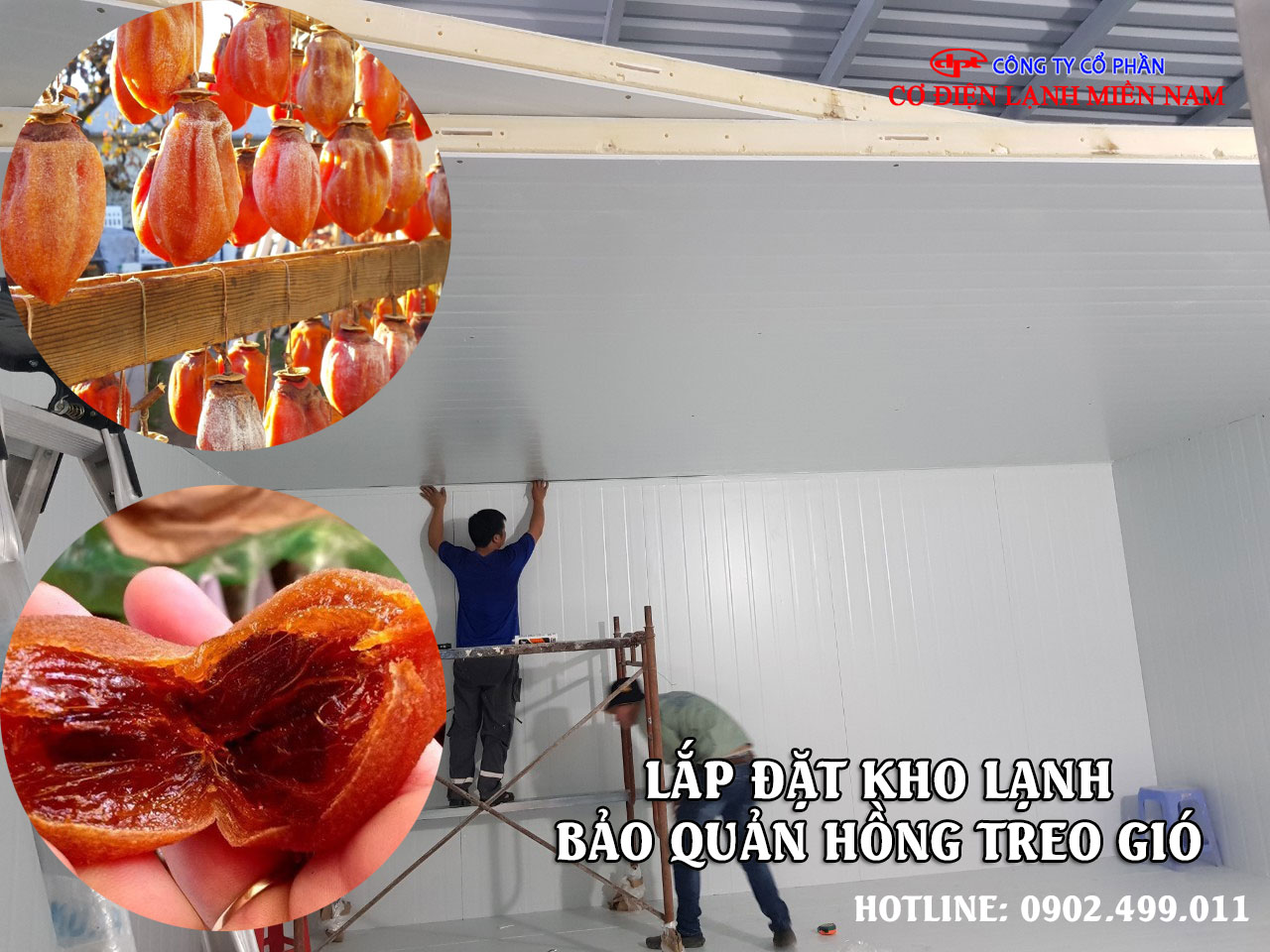 Tại sao nên bảo quản Hồng treo gió trong kho lạnh?