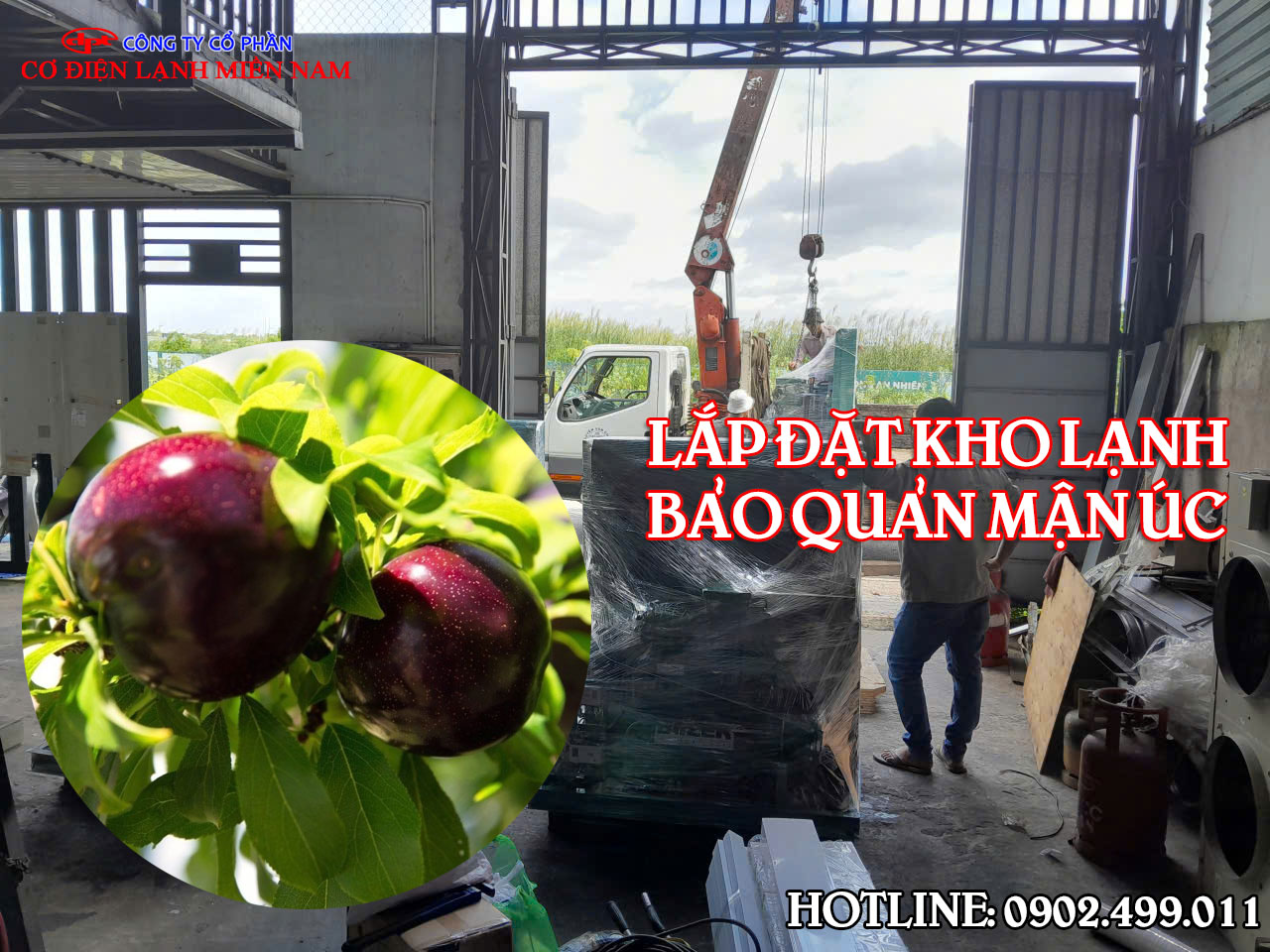 Lắp đặt kho lạnh bảo quản Quả Mận Úc - Hình 3