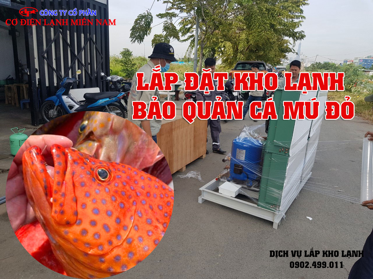Lắp đặt kho lạnh bảo quản Cá Mú Đỏ - Hình 2