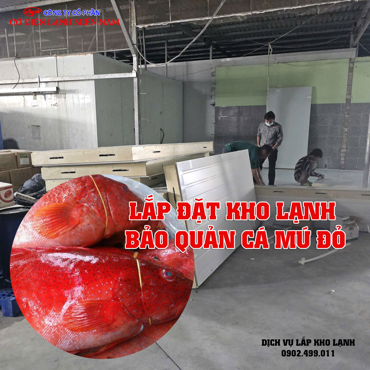 Lắp đặt kho lạnh bảo quản Cá Mú Đỏ - Hình 3