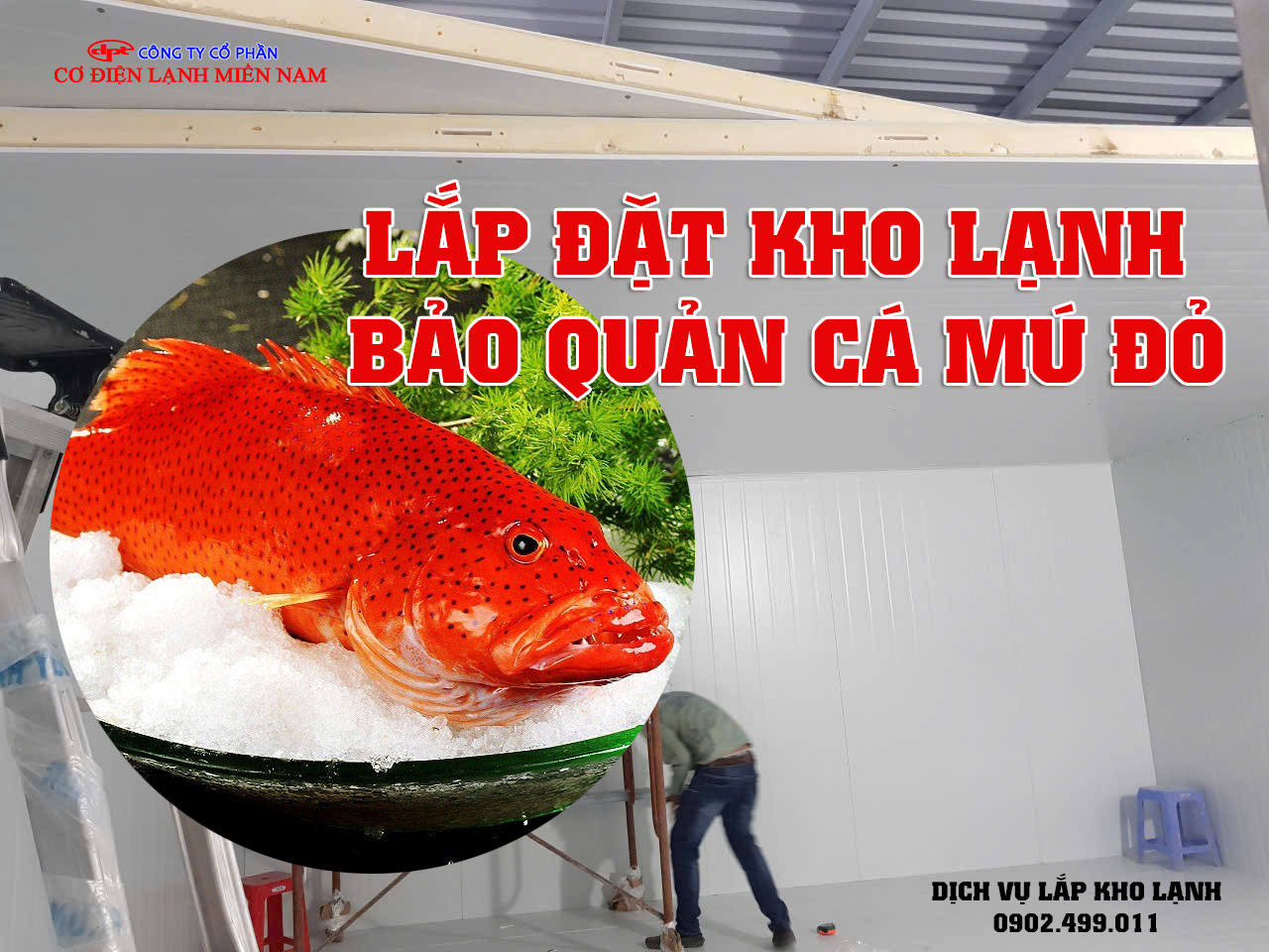 Lắp đặt kho lạnh bảo quản Cá Mú Đỏ - Hình 4
