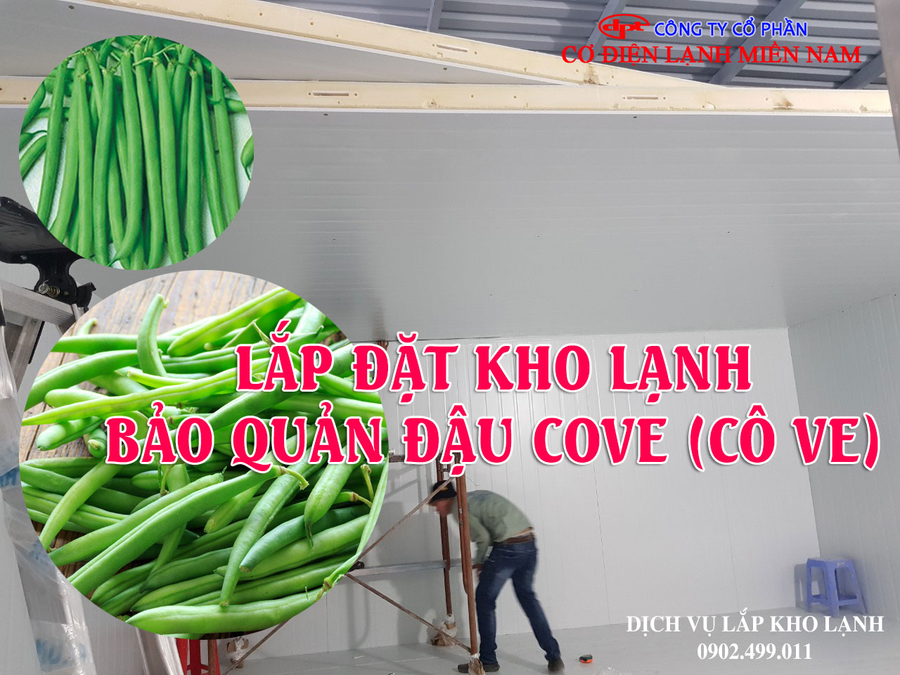 Dịch vụ Lắp đặt kho lạnh bảo quản đậu Cove (Cô Ve) xuất khẩu - Hình 1