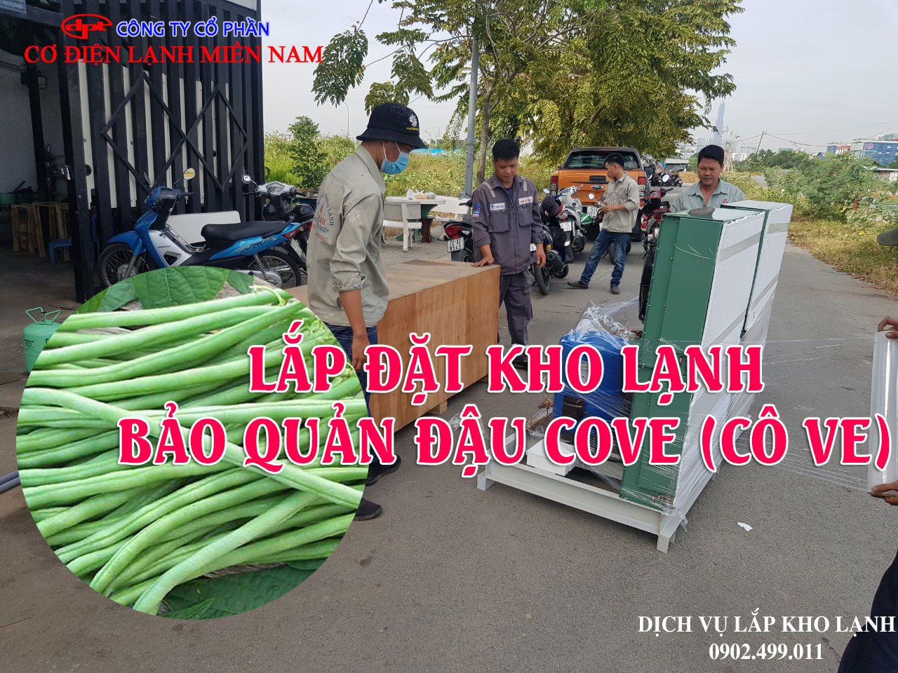 Dịch vụ Lắp đặt kho lạnh bảo quản đậu Cove (Cô Ve) xuất khẩu - Hình 2