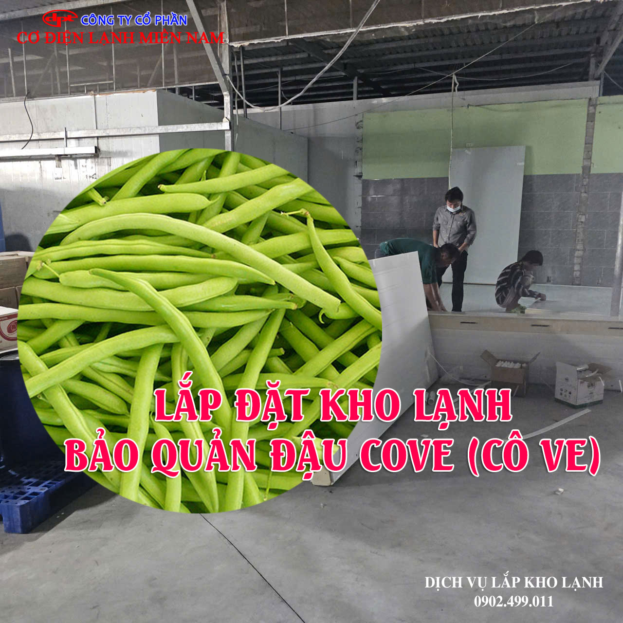Dịch vụ Lắp đặt kho lạnh bảo quản đậu Cove (Cô Ve) xuất khẩu - Hình 3