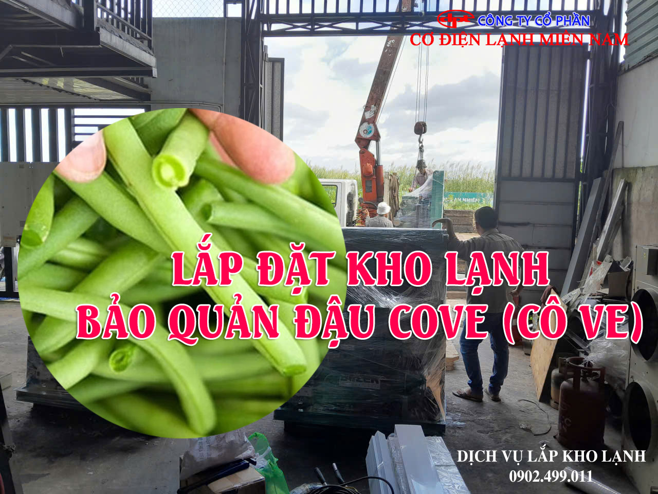 Dịch vụ Lắp đặt kho lạnh bảo quản đậu Cove (Cô Ve) xuất khẩu - Hình 4
