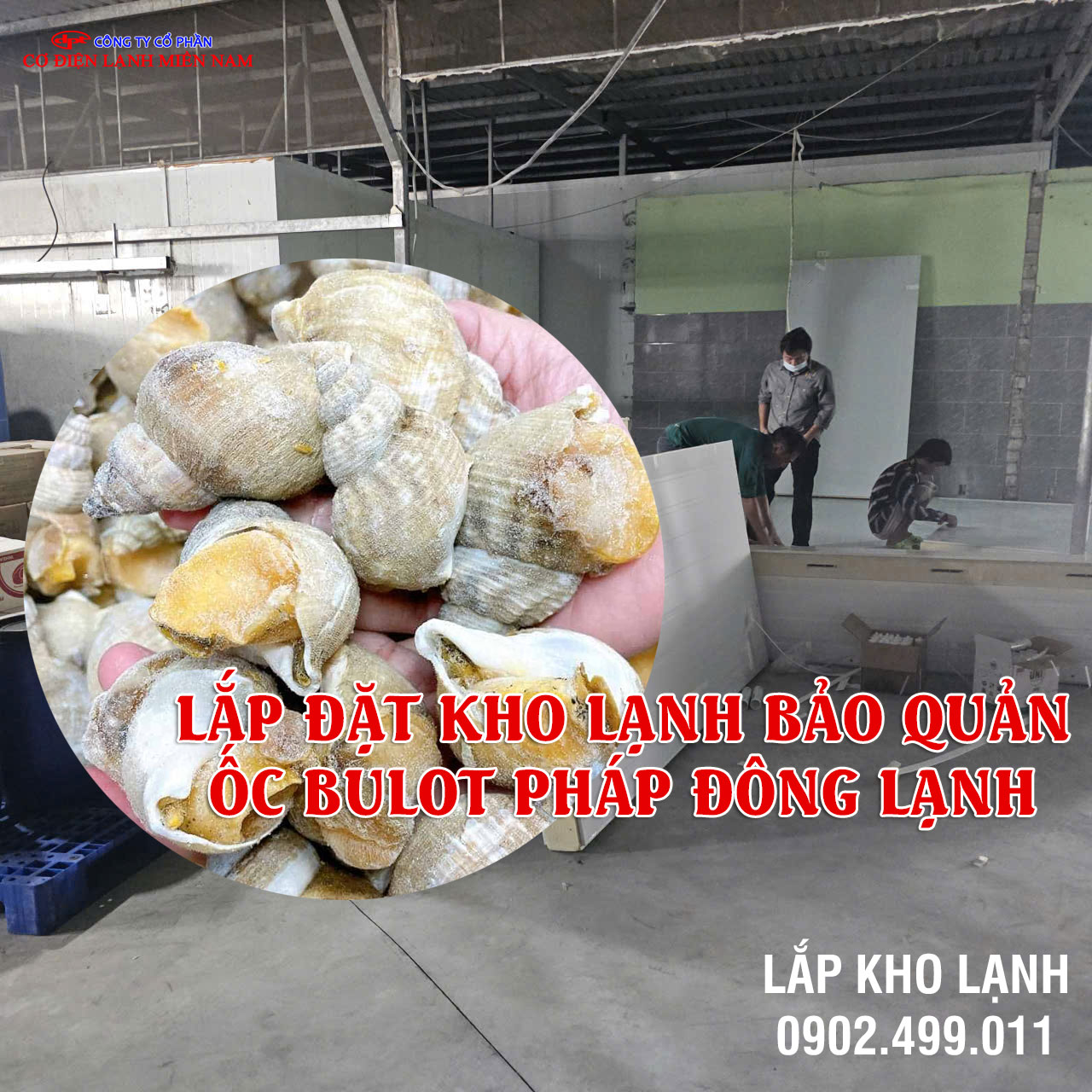 Dịch vụ Lắp đặt kho lạnh bảo quản Ốc Bulot Pháp đông lạnh - Hình 3