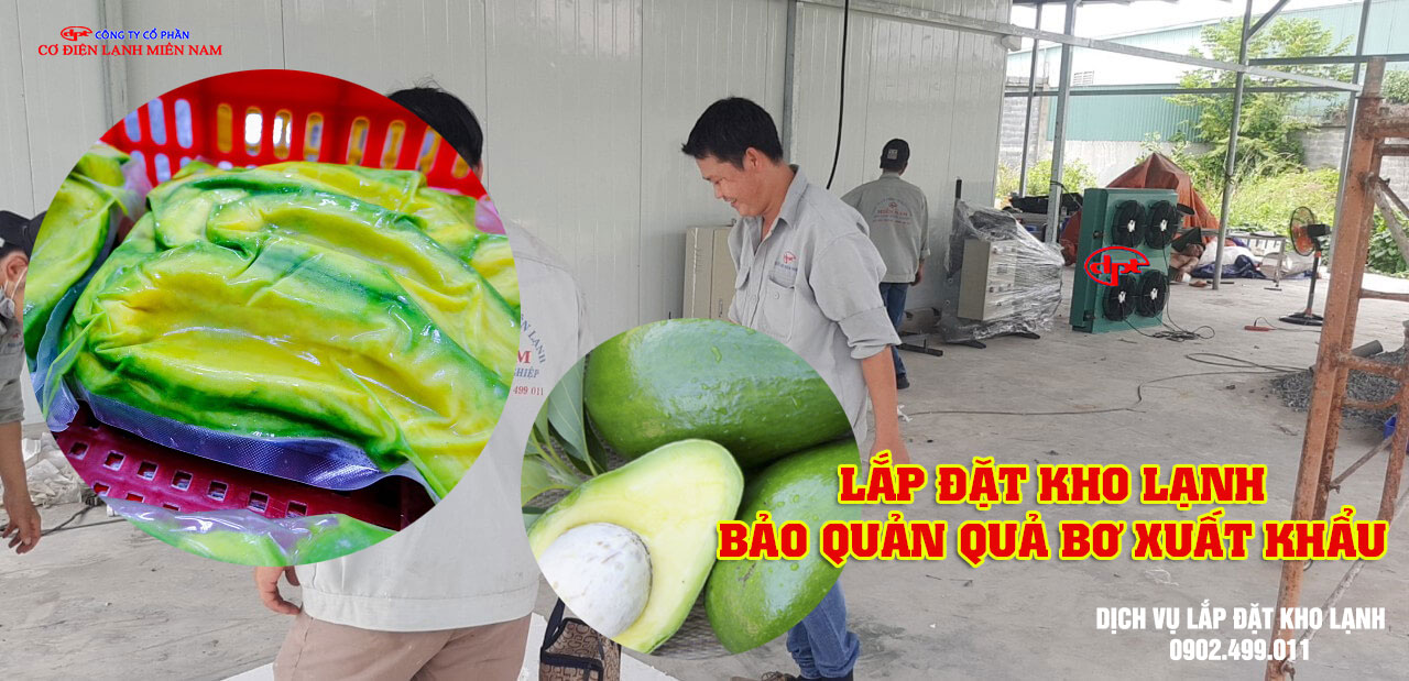 Lắp đặt kho lạnh bảo quản quả Bơ xuất khẩu- Hình 3