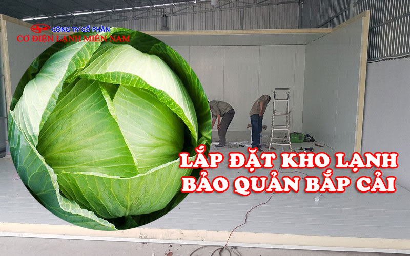 Lắp Đặt Kho Lạnh Bảo Quản Bắp Cải - Hình 2