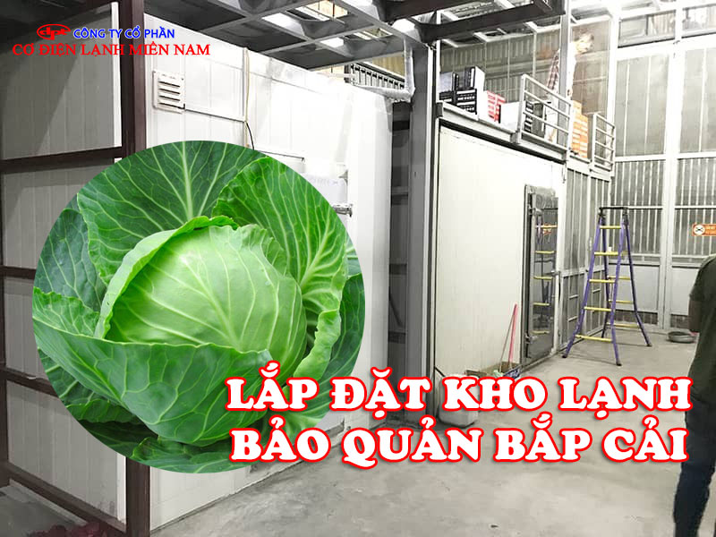 Lắp Đặt Kho Lạnh Bảo Quản Bắp Cải - Hình 3