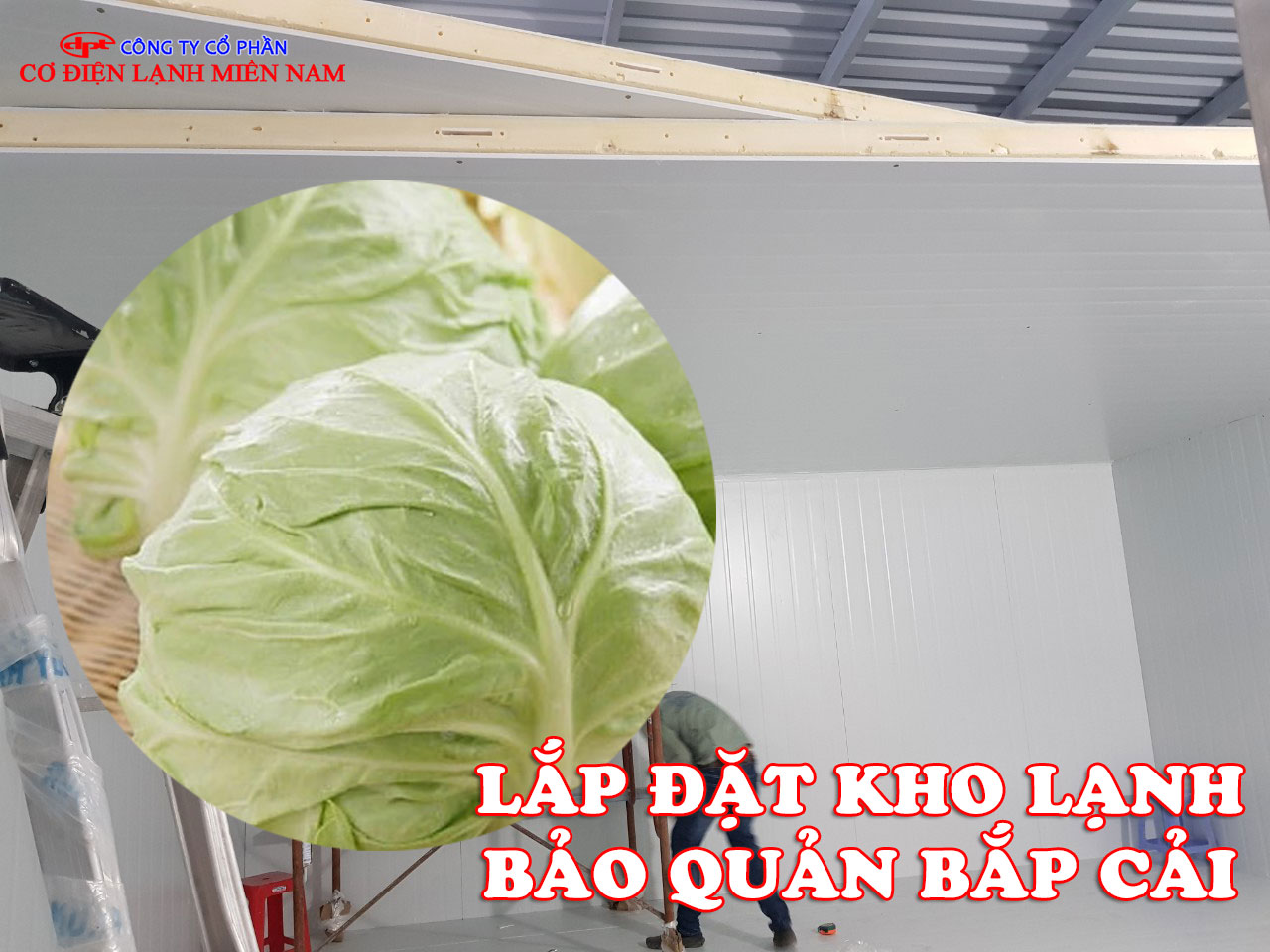 Lắp Đặt Kho Lạnh Bảo Quản Bắp Cải - Hình 4