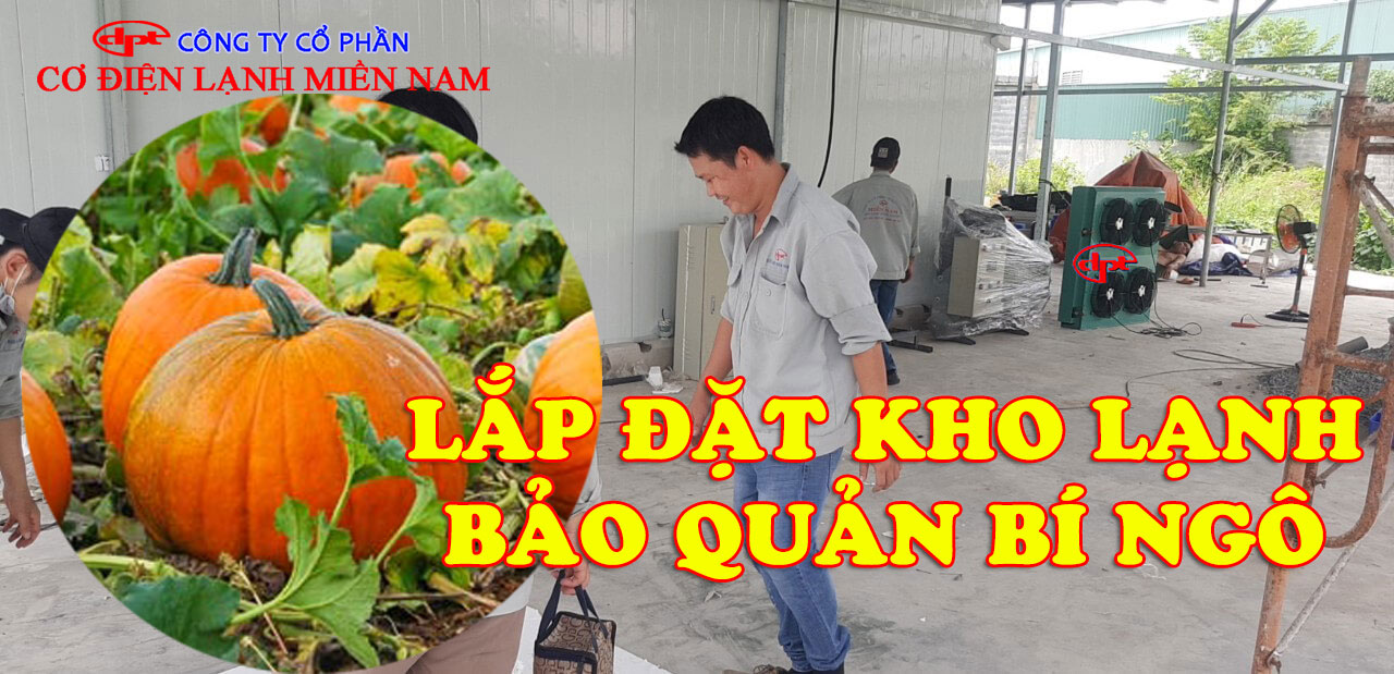 Bí ngô được sắp xếp trong kho lạnh đúng tiêu chuẩn bảo quản