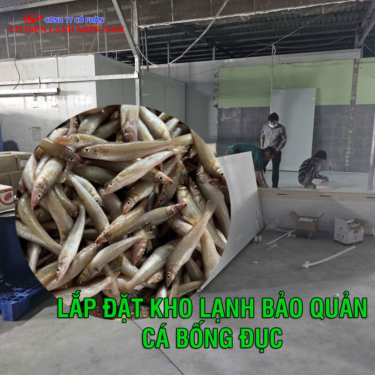 Lắp đặt kho lạnh để bảo quản cá bống đục - Hình 2