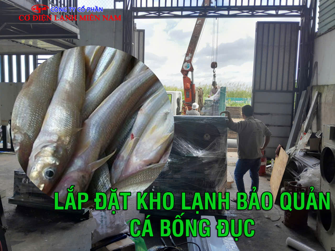 Lắp đặt kho lạnh để bảo quản cá bống đục - Hình 3
