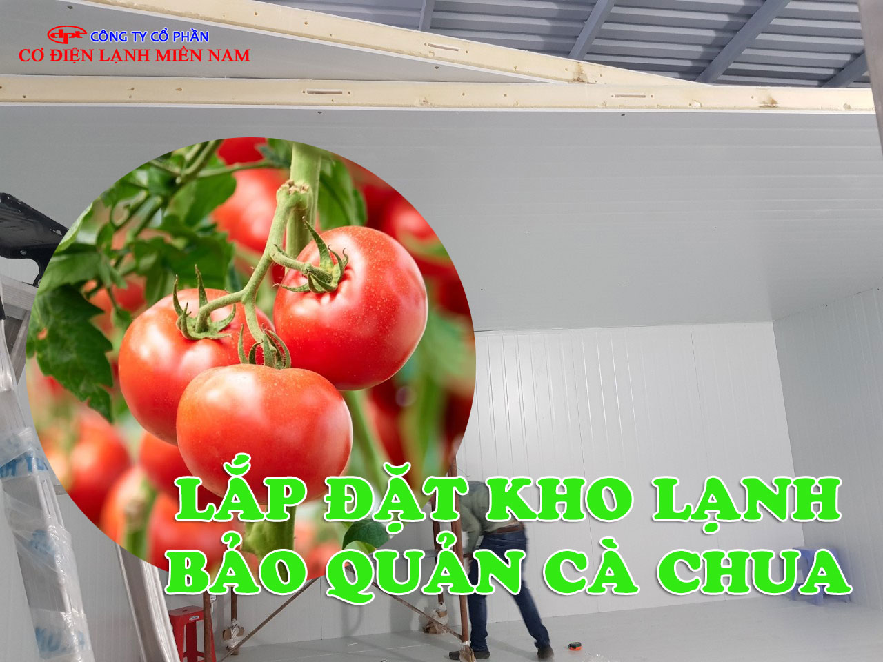Bên trong kho lạnh chứa cà chua tươi sau thu hoạch