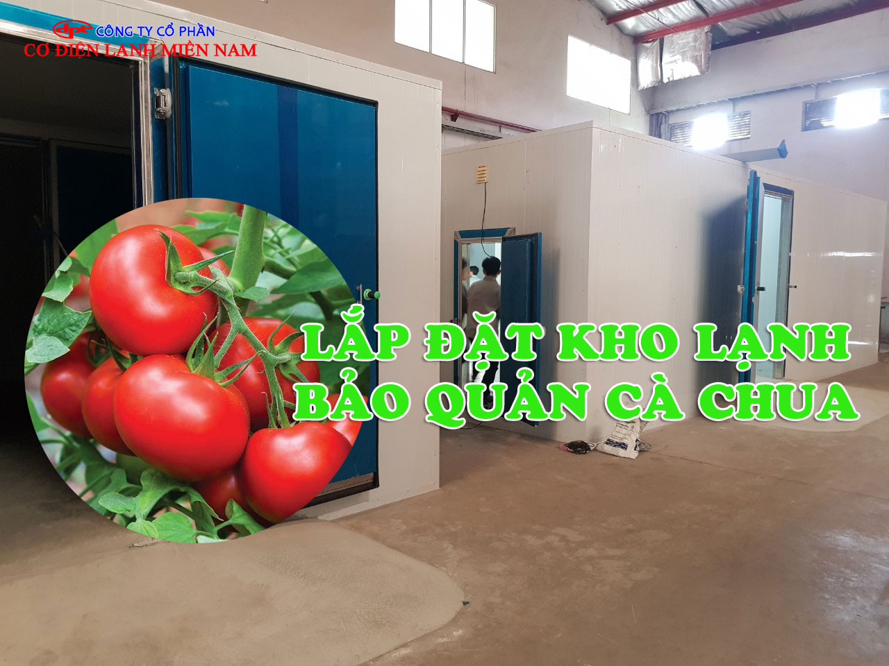 Kho lạnh bảo quản cà chua thực tế tại trang trại nông sản