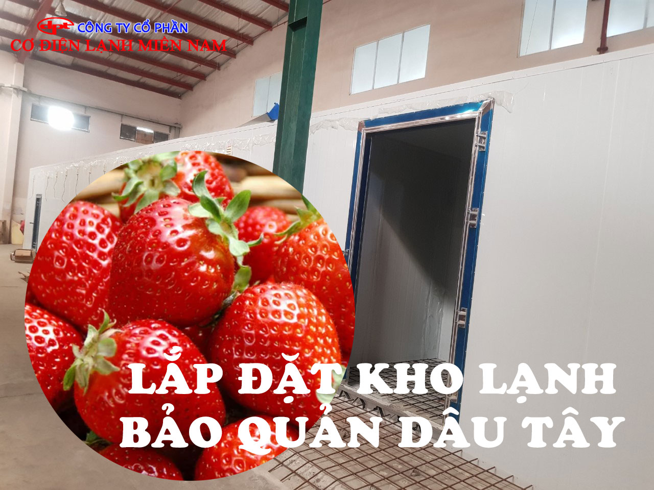Kho Lạnh Bảo Quản Dâu Tây - Hình 4
