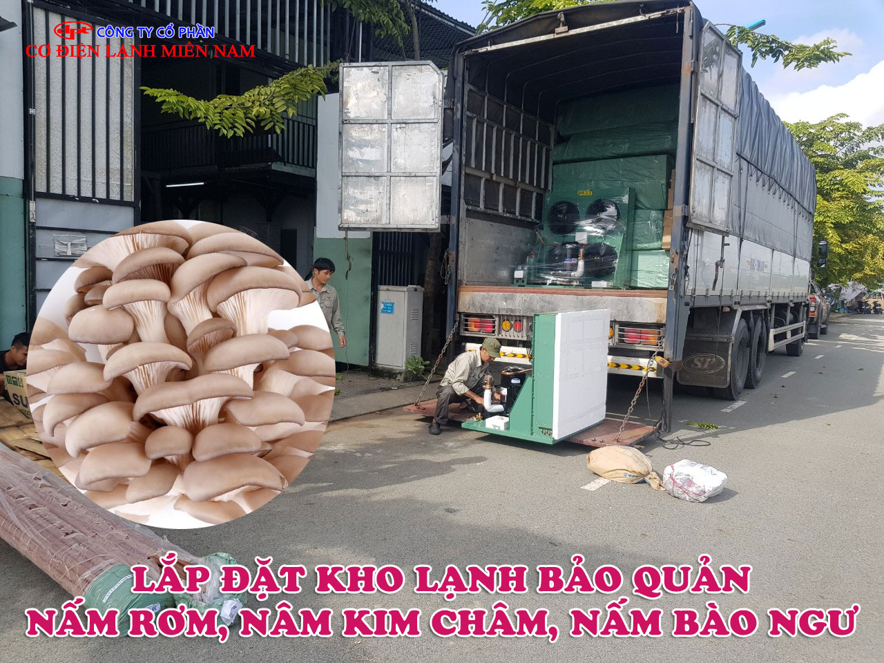 Lắp đặt kho lạnh bảo quản nấm rơm, nấm kim châm, nấm bào ngư - Hình 1