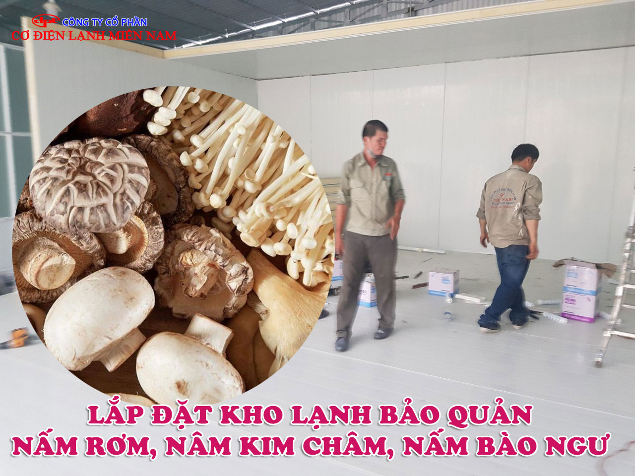 Lắp đặt kho lạnh bảo quản nấm rơm, nấm kim châm, nấm bào ngư - Hình 2