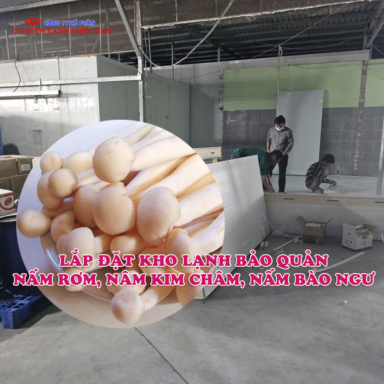 Lắp đặt kho lạnh bảo quản nấm rơm, nấm kim châm, nấm bào ngư - Hình 3