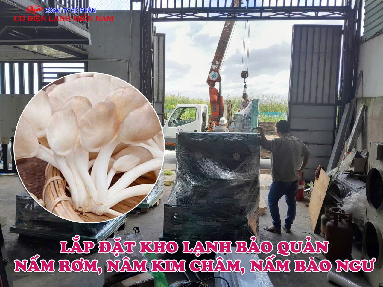 Lắp đặt kho lạnh bảo quản nấm rơm, nấm kim châm, nấm bào ngư - Hình 4