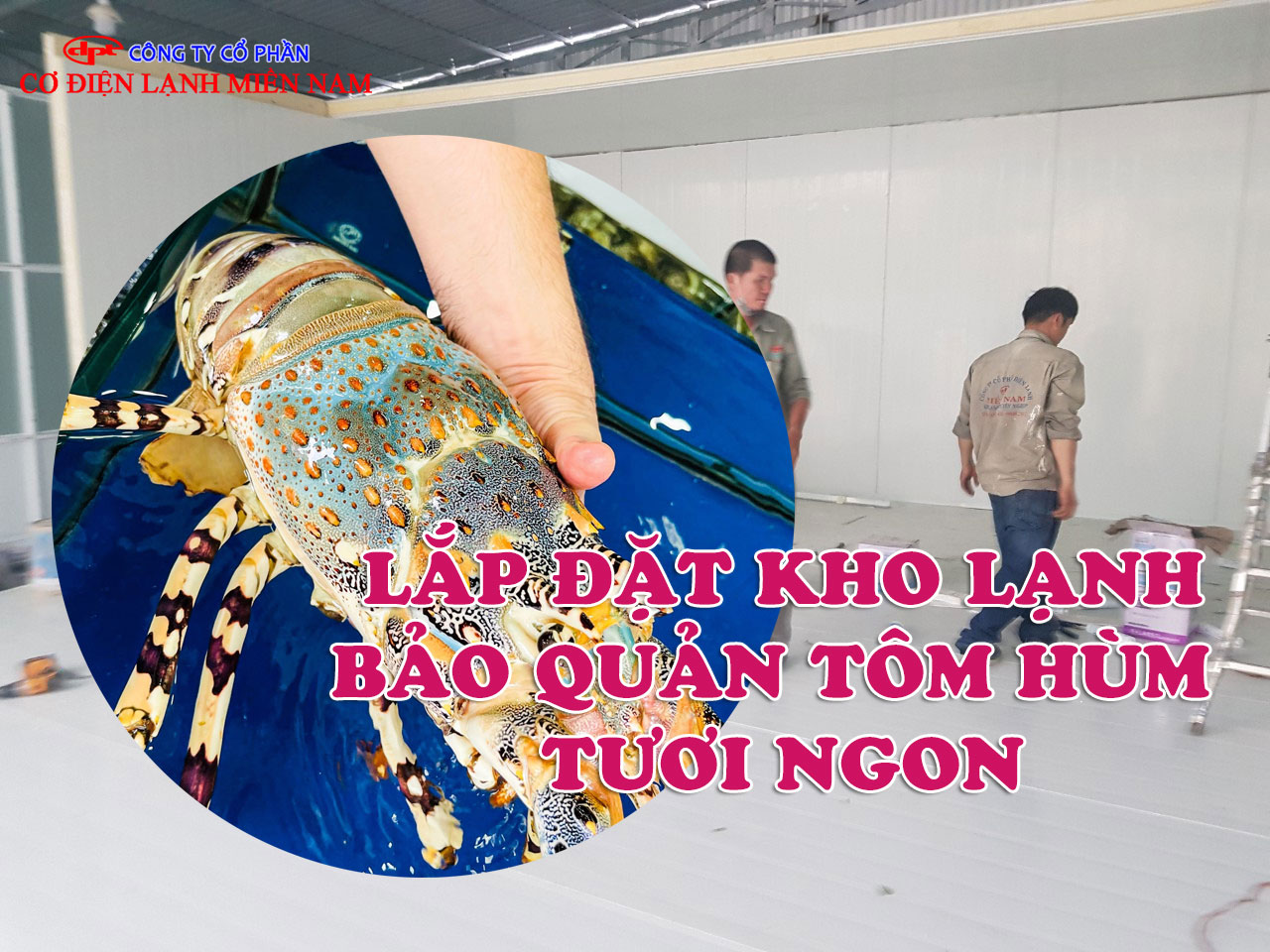 Lắp đặt kho lạnh bảo quản Tôm Hùm tươi ngon - Hình 3
