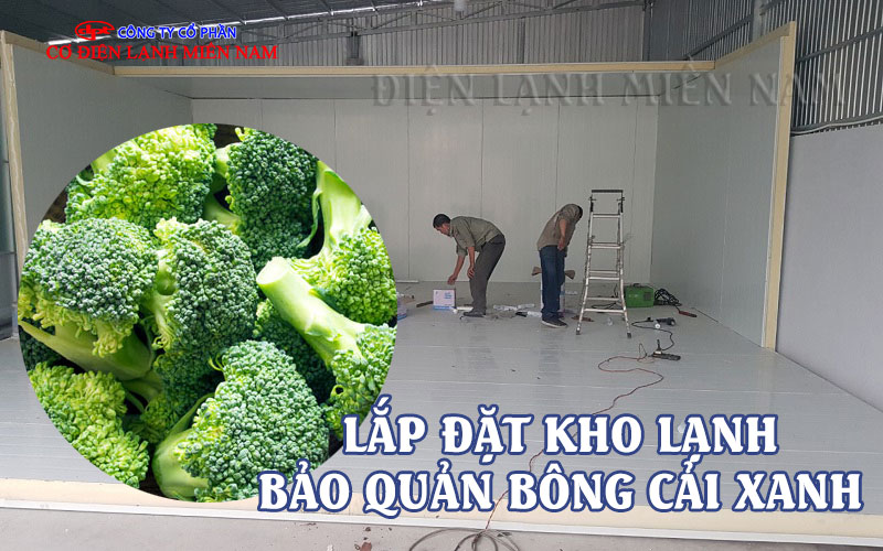 Thi công lắp đặt kho lạnh bông cải tại nhà xưởng