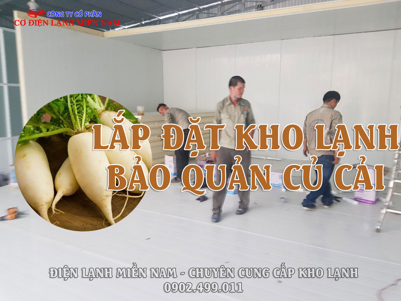 Củ cải tươi được sắp xếp trong kho lạnh
