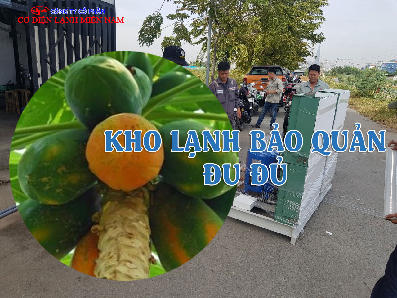 Đu đủ tươi được phân loại và đóng gói trước khi đưa vào kho lạnh