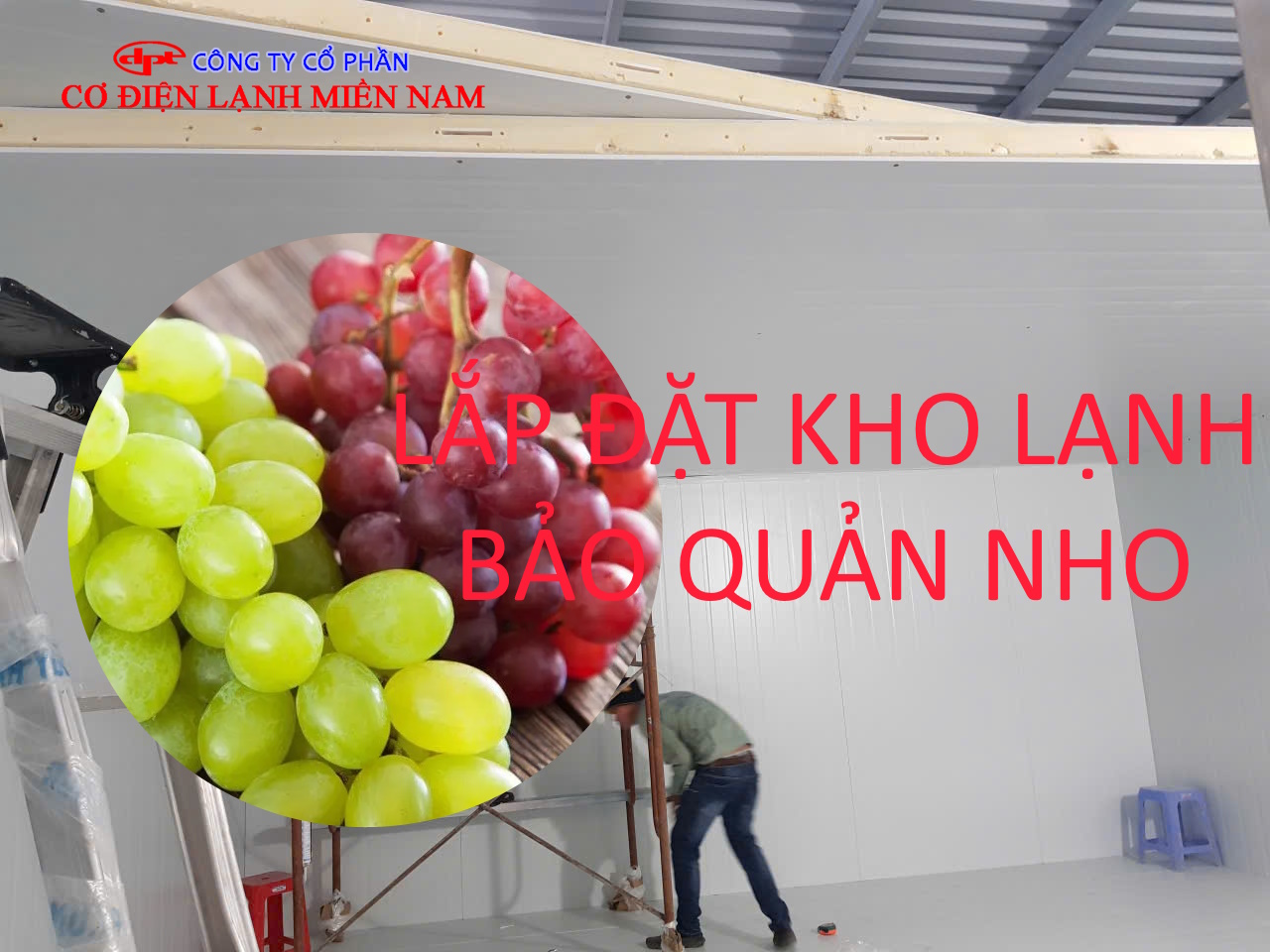 Nho tươi được đóng gói và sắp xếp trong kho lạnh bảo quản