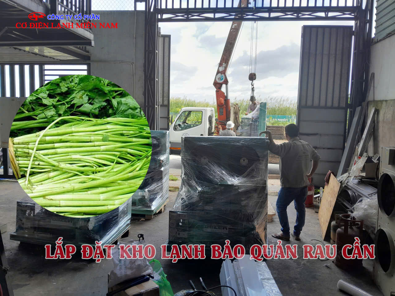 Kho lạnh bảo quản rau cần tây công nghiệp hiện đại