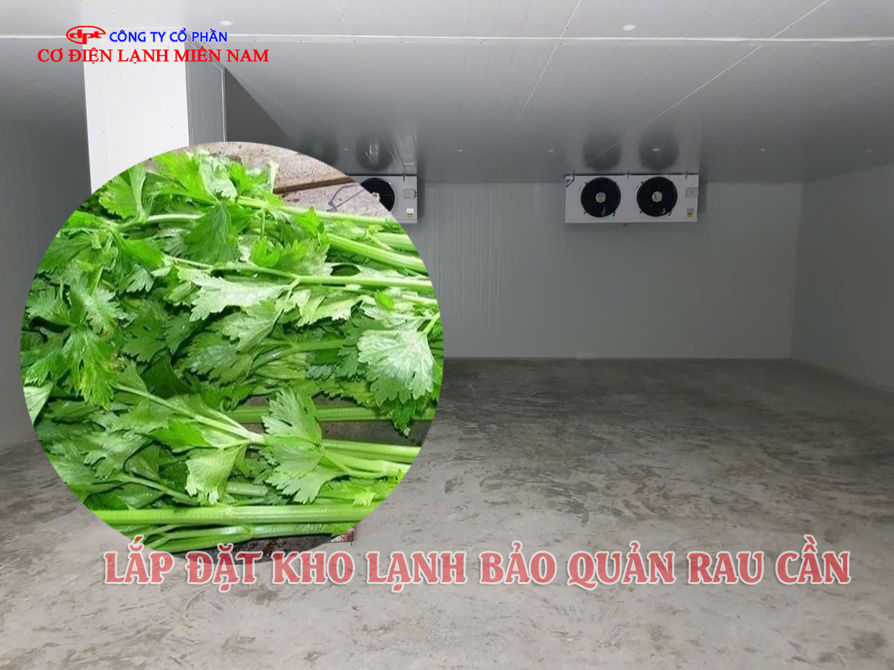 Bên trong kho lạnh bảo quản rau cần nước với kệ chứa chuyên dụng