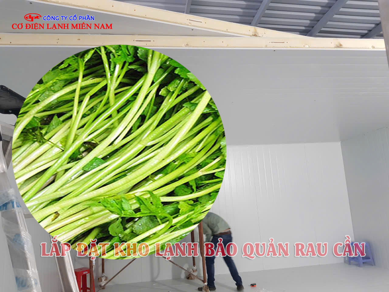 Thi công kho lạnh bảo quản rau cần tại thực tế