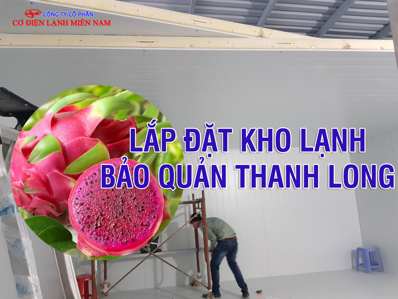 Vận chuyển thanh long vào kho lạnh bằng xe chuyên dụng