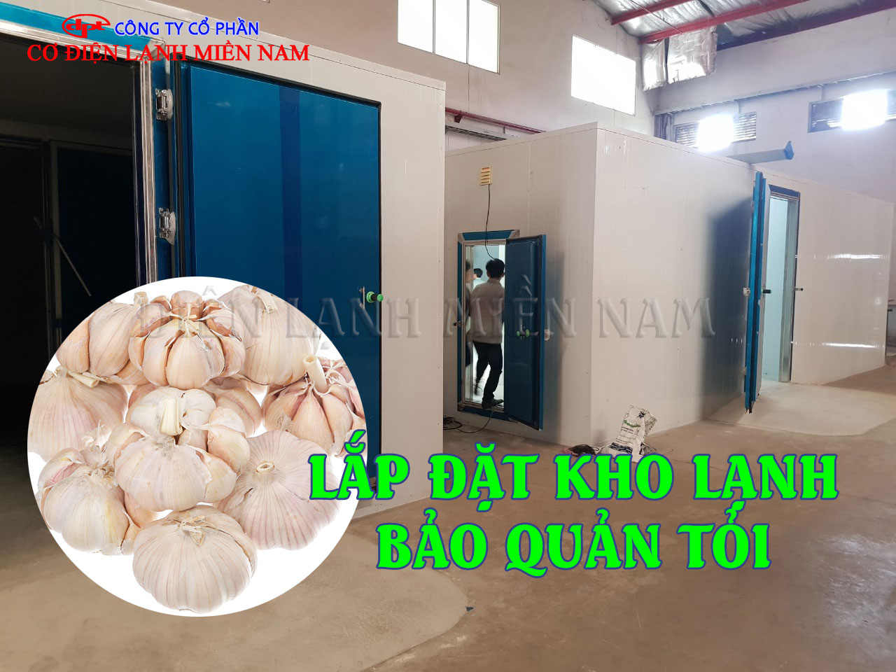 tỏi tươi sau thu hoạch chuẩn bị đưa vào kho lạnh