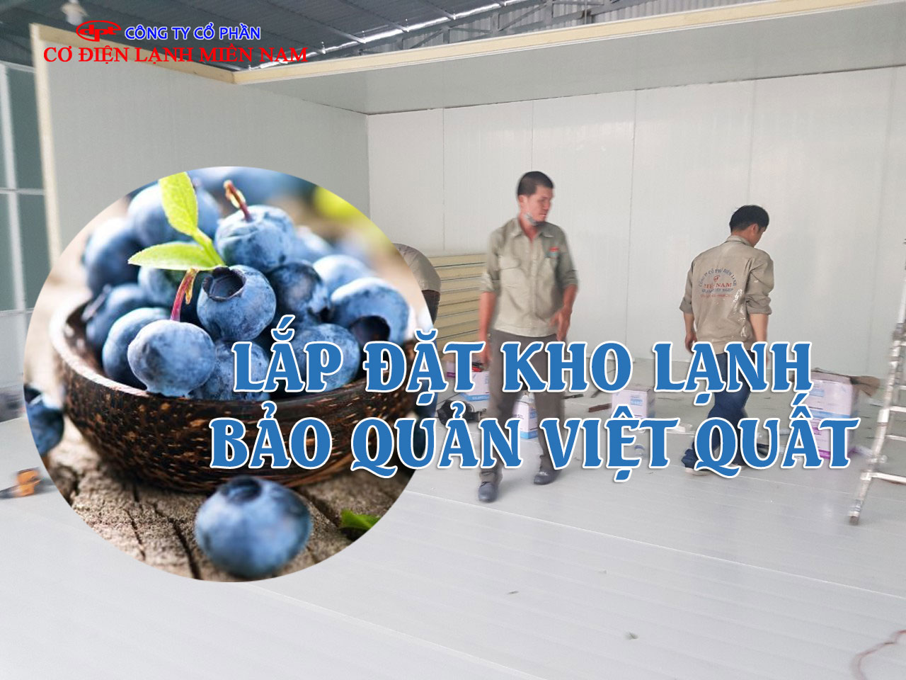 việt quất tươi được đóng gói trong kho lạnh