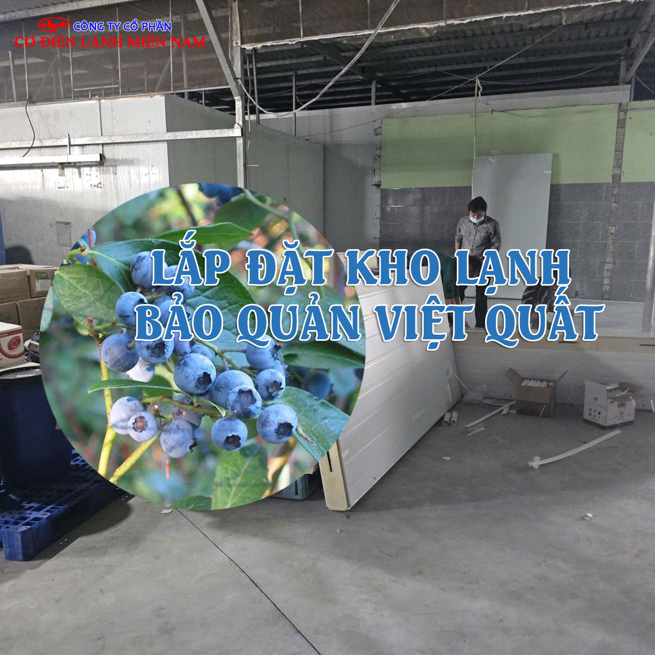 hệ thống làm lạnh kho lạnh bảo quản việt quất