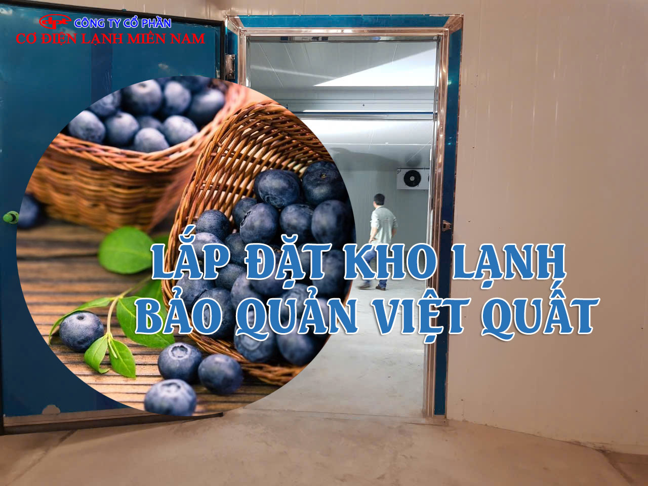 quy trình đưa việt quất vào kho lạnh bảo quản