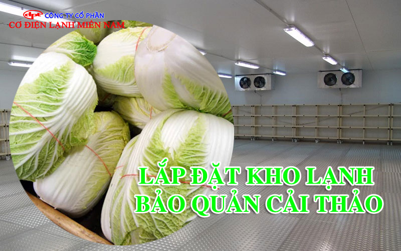 Kho lạnh bảo quản cải thảo số lượng lớn giúp giữ rau tươi lâu