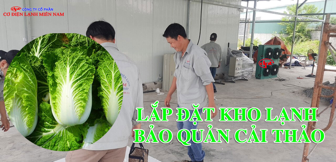 Cải thảo được sắp xếp gọn gàng trong kho lạnh bảo quản nông sản