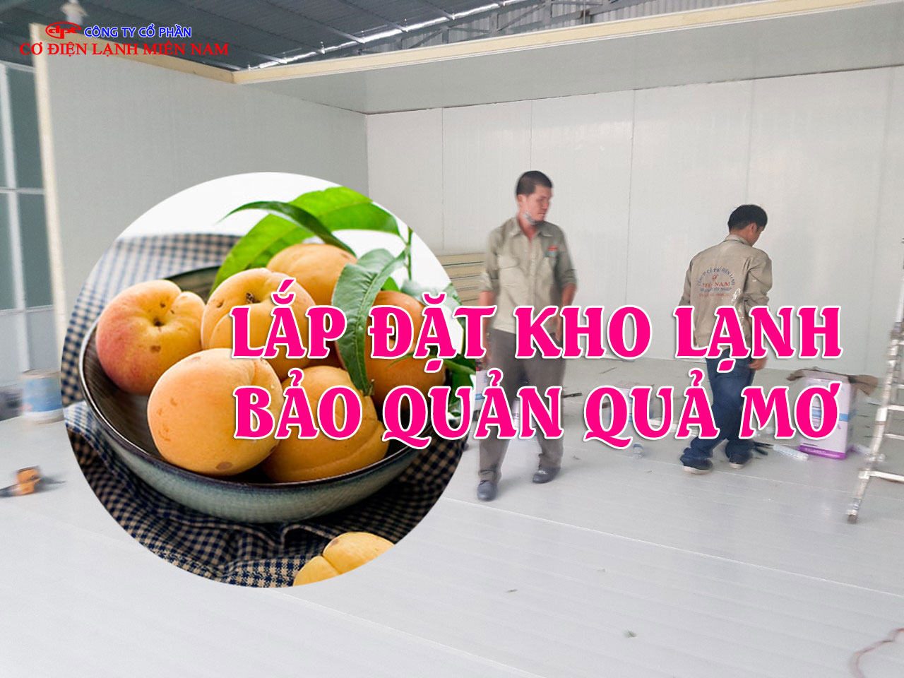 Quả mơ được bảo quản trong kho lạnh đạt tiêu chuẩn
