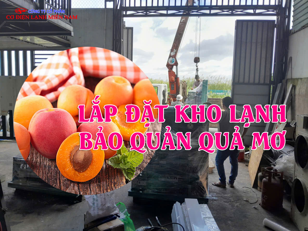 Kho lạnh bảo quản quả mơ công nghiệp giữ trái cây tươi ngon lâu dài