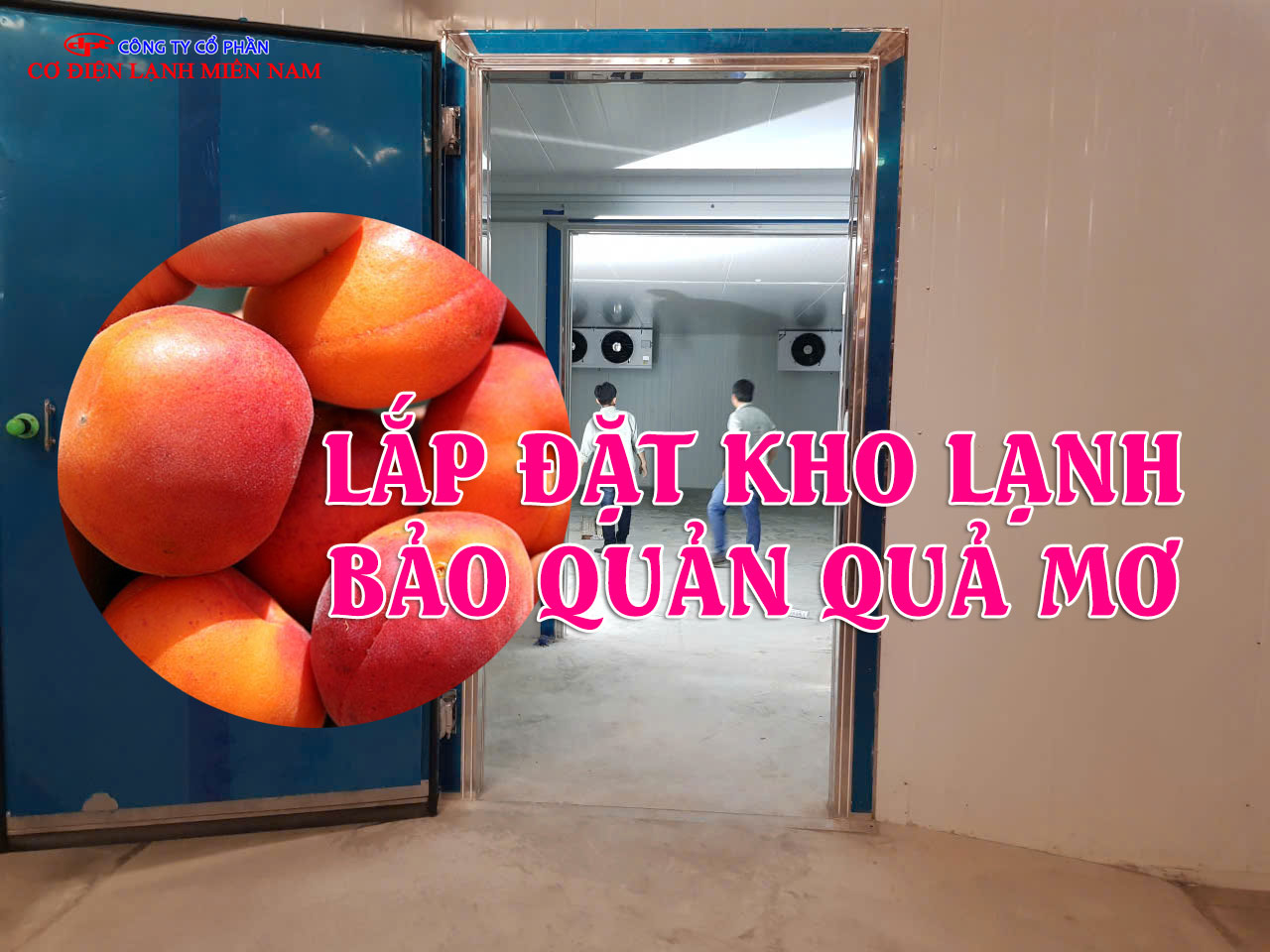 Hệ thống làm lạnh kho bảo quản quả mơ hiện đại chất lượng cao