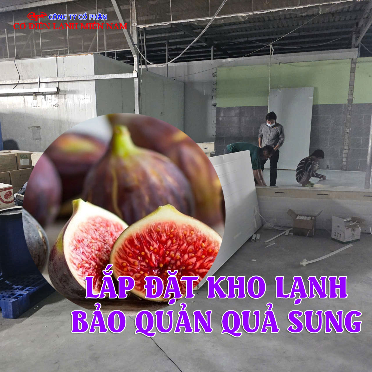 Kho lạnh bảo quản quả sung tươi công suất lớn tại Lâm Đồng